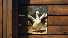 Silly Goose Metal Sign, Playful Goose Decor, Quirky Bird Art, Funny Animal Sign, Whimsical Home Decoration