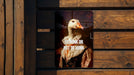 To honk or to not honk - a goose dilemma. Metal Poster