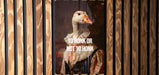 To honk or to not honk - a goose dilemma. Metal Poster