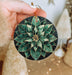 a hand holding a christmas ornament with a green flower on it