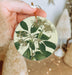 a person holding a christmas ornament with a flower on it