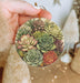 a person holding a round ornament with succulents on it