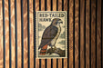A framed image of a red-tailed hawk is displayed on a wooden wall.