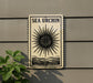 a sign with the text "SEA URCIN" and a sun-like symbol, mounted on a wall next to a plant.