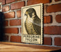 A framed image of a peregrine falcon is displayed on a brick wall, with the text "Peregrine Falcon" and "FALCO PÉGRINUS" printed on it.