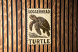 A poster with a turtle illustration and the text "Loggerhead Turtle" is displayed on a wooden wall.