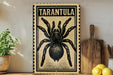 a framed poster of a tarantula, a type of spider, on a wall.