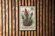 A 25 cent postage stamp featuring a plant illustration is displayed on a wooden wall.