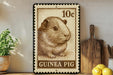 A Guinea pig stamp is displayed on a shelf, surrounded by kitchen utensils and a potted plant.