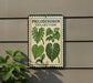 a sign with illustrations of Philodendron plants, indicating a collection of these plants.