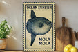 a framed illustration of an ocean sunfish, with the text "OCEAN SUNFISH MOLA MOLA" below the illustration.