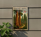 A framed postage stamp depicting a scenic forest landscape with towering sequoia trees, hanging on a wall next to a plant.