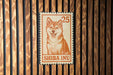 a Shiba Inu dog, which is a breed of Japanese Shiba Inu dogs.