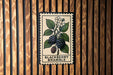 A postage stamp-like illustration of a berry plant with blackberries and white flowers is displayed on a wooden wall.