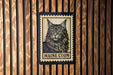 A Maine Coon cat illustration on a wooden wall, with the text "MAINE COON" below the image.