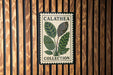 a sign with a plant illustration and the text "CALATEA COLLECTION" displayed on a wooden wall.