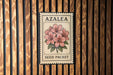 Azalea seed packet