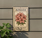 A metal sign with a floral illustration and the text "AZALEA SEED PACKET" is mounted on a gray wall, with a small green plant to the left.