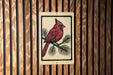 a red cardinal perched on a branch, which is the central focus of the image.
