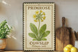 A framed illustration of a yellow flower labeled "Primrose Cowslip Primula veris" is displayed on a shelf next to a wooden cutting board and a potted plant.