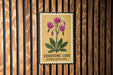 A framed image of purple flowers is displayed on a wooden wall, with the text "SHOOTING STAR DODECATHEON" printed on it.