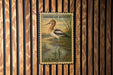 A vintage American Avocet postage stamp is displayed on a wooden wall.