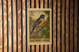 A 5 cent Baltimore Oriole postage stamp is displayed on a wooden wall.