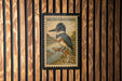 A postage stamp featuring a belted kingfisher, with the text "BELTED KINGFISHER" and "USA 25" printed on it.