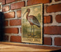 A wooden table with a framed illustration of a bird, specifically a glossy ibis, mounted on a brick wall.