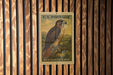 A U.S. postage stamp featuring a red-tailed hawk is displayed on a wooden wall.