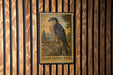 A postage stamp featuring a sharp-shinned hawk perched on a branch, with the text "SHARP-SHINned Hawk" below the image.