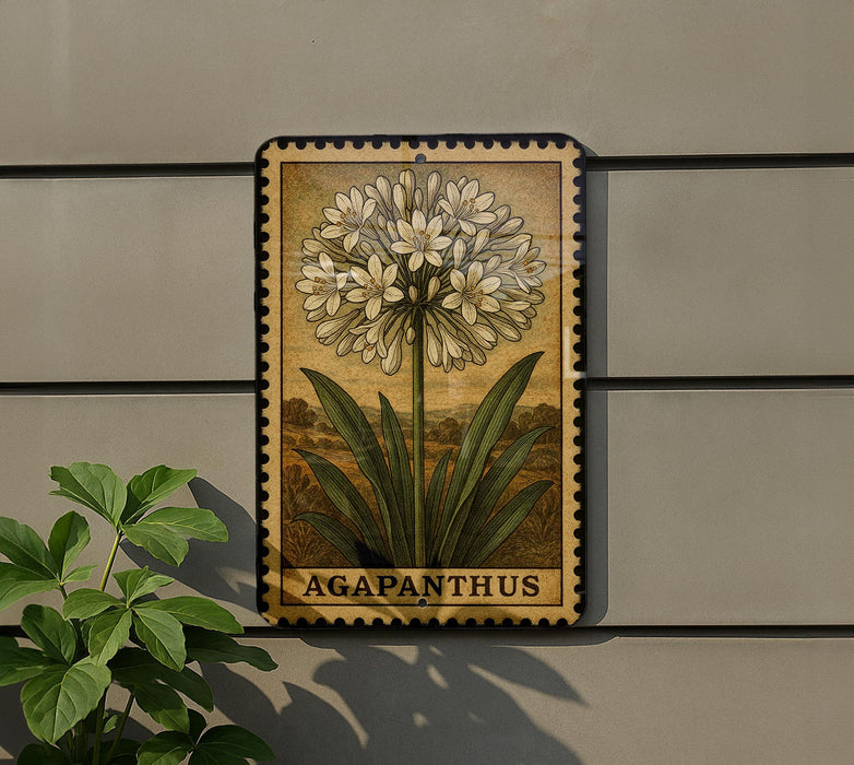a framed botanical illustration of a flower, specifically an Agapanthus, mounted on a wall.