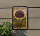 a vintage-style Allium flower seed packet with a purple flower and green leaves, mounted on a wall.