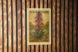 A U.S. postage stamp featuring a vibrant red cardinal flower, mounted on a wooden wall.