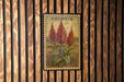 a vintage Celosia plant depicted on a postage stamp, which is hanging on a wooden wall.