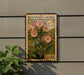 A framed postcard with a floral illustration of a mountain laurel plant, mounted on a wall next to a potted plant.