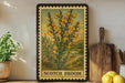 A framed illustration of a scotch broom plant is displayed on a shelf, accompanied by a wooden cutting board, a potted plant, and some lemons.