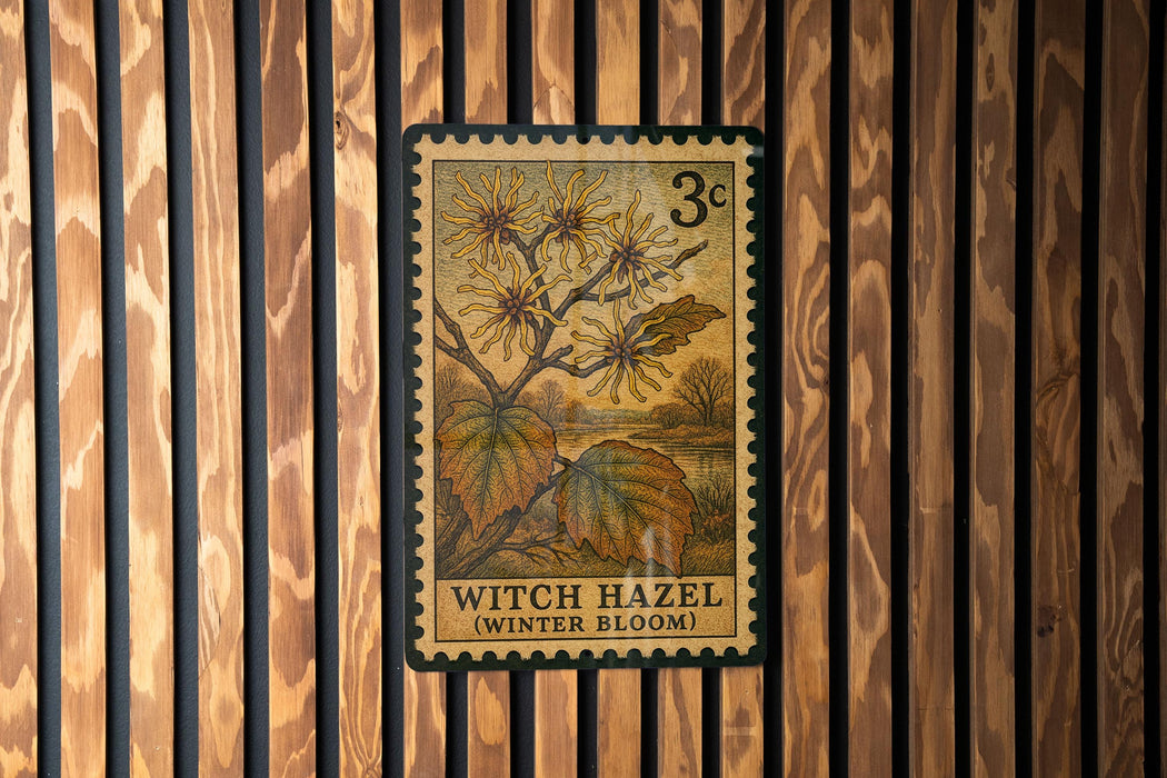 A vintage-style postage stamp featuring a witch hazel plant, with the text "Witch Hazel (Winter Bloom)" printed on it.