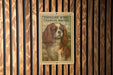 a Cavalier King Charles Spaniel dog, which is a breed of dog known for its long, curly fur and friendly, affectionate nature.