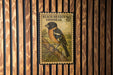 A postage stamp featuring a black-headed grosbeak, a type of bird, is displayed on a wooden wall.