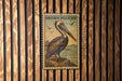 A framed image of a pelican is displayed on a wooden wall.