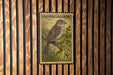 A postage stamp featuring a chipping sparrow perched on a branch, with the text "CHIPPING SPARROW" and "U.S. 8c" printed on it.