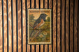 A U.S. Eastern Towhee postage stamp is displayed on a wooden wall.