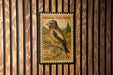 A U.S. postage stamp featuring a yellow and black bird perched on a branch, with the text "Evening Grosbeak" and "U.S. POSTAGE" printed on it.