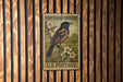 A vintage U.S. postage stamp featuring an illustration of an oriole bird perched on a branch with flowers, mounted on a wooden wall.
