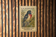 A U.S. postage stamp featuring a rose-breasted grosbeak perched on a branch.