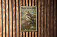 A postage stamp featuring a bird, likely a sparrow, is displayed on a wooden wall.