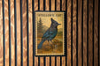 A postage stamp featuring a blue jay perched on a branch, with the text "Steller's Jay" printed on it.