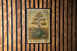 A U.S. postage stamp featuring an illustration of an agave plant, mounted on a wooden wall.