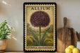 A framed illustration of a purple flower, labeled "Allium" and "Purple Sensation", is displayed on a shelf next to a wooden cutting board and a potted plant.